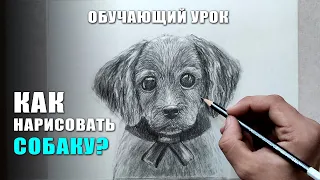 Как нарисовать СОБАКУ поэтапно карандашом. Обучающий урок по рисованию для начинающих