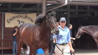 2016 Sydney Classic 2016 Lot 8 High Chaparral x Hill Of Peace To Be Trained By Tony McEvoy