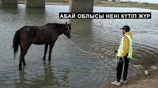 Павлодар облысы сайыстан шығып қалды. Қызылорда қыл үстінде. 5-күн аяқталды