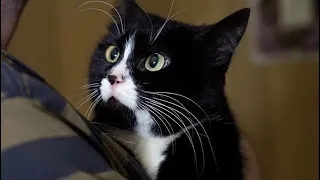 Кошку «со справкой» выселяют из квартиры, где она живет одна 💔