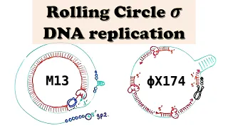 Rolling Circle DNA Replication and Amplification - Plasmids and Bacteriophages (M13 + PhiX174)