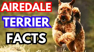 Airedale Terrier - Top 12 Facts