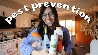 My houseplant pest prevention routine! | How I avoid pests on my houseplants