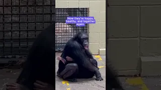 Mother chimp reunited with baby after a night apart | Humankind #shorts #goodnews