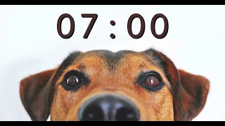 7 Minute Timer for School and Homework - Dog Bark Alarm Sound