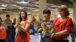 Международная выставка кошек В гостях у САФФИ 19 20 ноября 2016, г Санкт Петербург