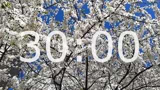 30 Minute Spring Timer with Relaxing Music, Blossom and Alarm