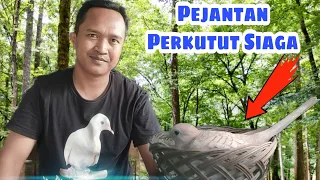 Memahami Sistem Angkrem Burung Perkutut