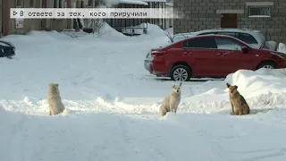 Время местное Эфир: 20-01-2021 - В ответе за тех, кого приручили