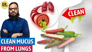 Filfil Daraz Se LUNGS Ke Balgam Ki Safai! Long Pepper for Cleansing Lungs Mucus | Dr. Ibrahim