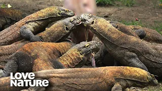 Komodo Dragon: World's Largest and Deadliest Monster Lizard | Love Nature