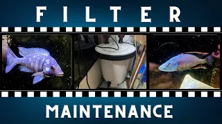 Filter Maintenance on 200 Gallon Tank ~ Sunsun HW - 5000
