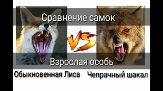 Обыкновенная лиса против Чепрачный шакал (кто же выйграет?) ч.о.обьязательно!