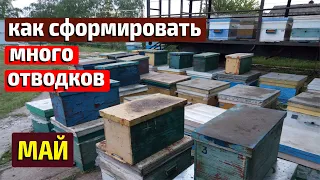 Формирование отводков Быстрое расширение пасеки отводками Май на пасеке