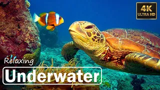 Underwater Ambience [4K Ultra HD] 🌿 Deep Relaxing Music, Sleeping Music, Meditation Music