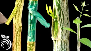 Grafting Orange Trees – How to Graft a Tree by T-budding