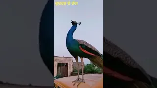 Pea cock voice