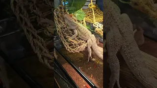 Jealousy and some bearded dragon facts. ft. Izzy and Jasiri