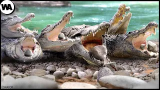 Зачем Крокодилы Начали Есть Камни?