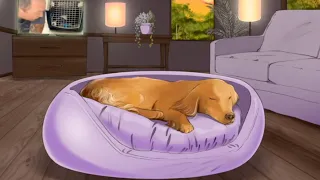 Calming Piano Music For Your Dog To Sleep (7 Hours)