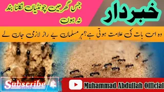 Understand If Ants Do Not Stop Coming Out Of The House l A Story Full Of Islamic Anecdotes I it