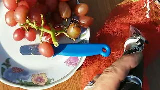 Виноград Рубіновий ювілей 17:09:2023р. Ruby Jubilee grapes.