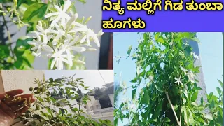 ನಿತ್ಯ ಮಲ್ಲಿಗೆ ಗಿಡ ತುಂಬಾ ಹೂಗಳ ಬಿಡಬೇಕಾ!.. how to care nithya malige plant in kannada.