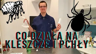 CO NAJLEPIEJ DZIAŁA NA KLESZCZE U PSA I KOTA