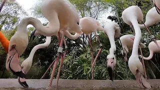 Feeding at the Flamingo Buffet