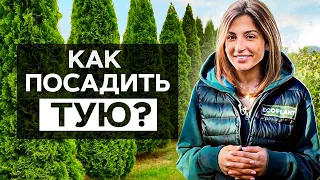 🌲 Как посадить тую? Правильная ПОСАДКА ТУИ на участке