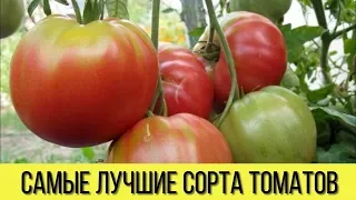 САМЫЕ лучшие СОРТА ТОМАТОВ для теплицы и открытого грунта которые НЕ ТРЕБУЮТ серьезного УХОДА