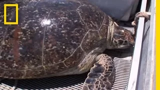 Turtle-Cam Shows Jellyfish Lunch | National Geographic