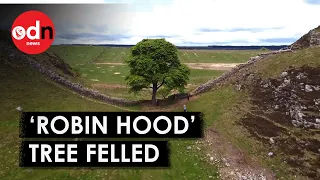 Second Arrest: Man In His 60s Arrested After Iconic Hadrian's Wall Tree 'Deliberately Felled'