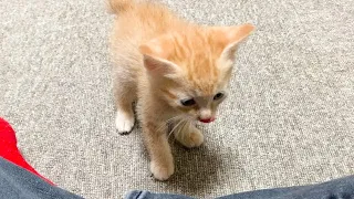 ごちそうさまを言いに来る子猫