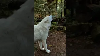 Sound on-Wolves howling (gives you chills)