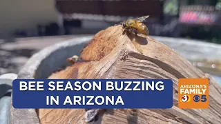 Beekeepers flooded with calls as hives pop up around the Phoenix-area