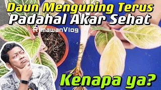 (Eps. 227) Daun Menguning Satu Per Satu, Nggak Ada Spot Merah & Akar Sehat | Rimawan Vlog