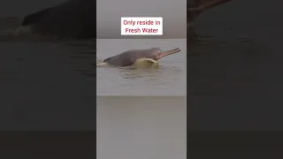 Ganges River Dolphin return to Ganga River 🌟 #facts #upsc #motivation