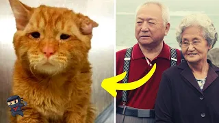 Couple Adopt The Saddest Cat: An Hour Later Something Unbelievable Happens