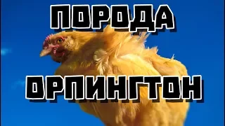 Обзор Порода Кур Орпингтон | Дневник Кроликовода №8| Арболитич