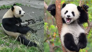 😂 FUNNY PANDA VIDEOS [TRY NOT TO LAUGH] BEST PANDA VIDEOS COMPILATION 🐼 FUNNY ANIMAL CLIPS