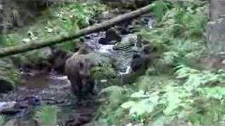 BEAR - Medveď