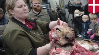 Датский зоопарк провёл показательное расчленение льва