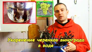 Укоренение черенков винограда (в воде)