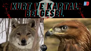 Kurt Belgeseli Kartal Belgeseli gri kurt kaya kartalı belgesel türkçe dublaj hayvan belgeseli 2021