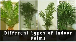 Best Indoor Palms Plants| Beautiful Indoor Palms | Low maintenance Palms