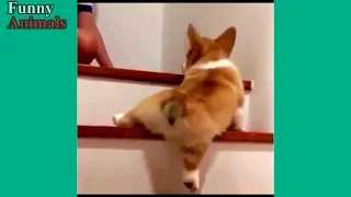 Funny Dogs Vs Stairs - Funny Dog Videos 2017