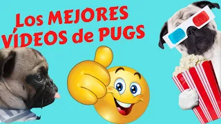 🐶 Los MEJORES PUGS del 2020 // RECOPILACIÓN de PUGS // Los PUGS más GRACIOSOS del 2020 // Monty Pug