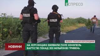 На Херсонщині виявили поле конопель вартістю понад 300 мільйонів гривень