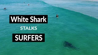 WHITE SHARK STALKS SURFERS - Shark Drone Footage